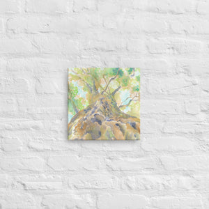 "Looking Up" Tree Stretched Canvas Print Wall Art