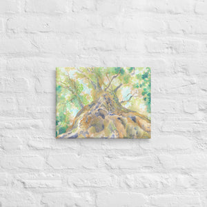 "Looking Up" Tree Stretched Canvas Print Wall Art