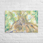 "Looking Up" Tree Stretched Canvas Print Wall Art